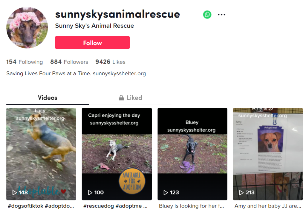 screenshot of Sunny Sky's Animal Rescue TikTok page