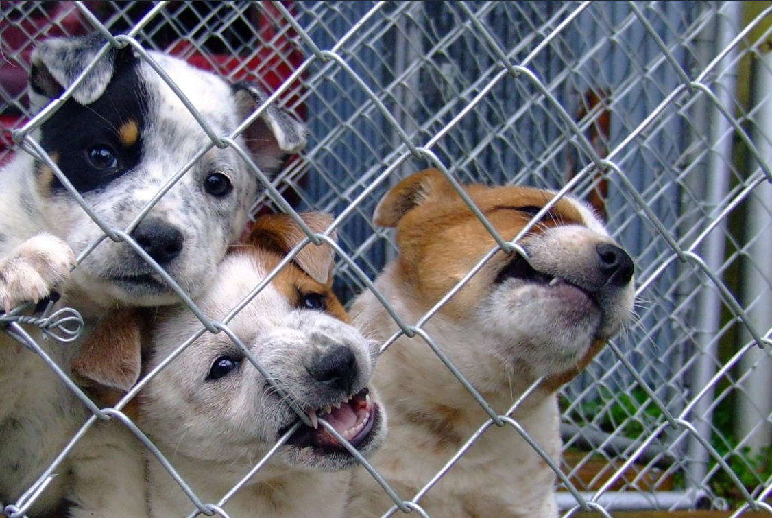 puppies behind a fence at an animal shelter